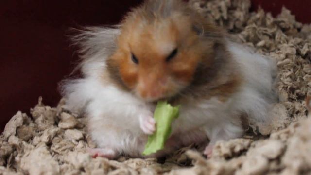 Happy hammy eating Taiwanese cabbage teddy bear hamster