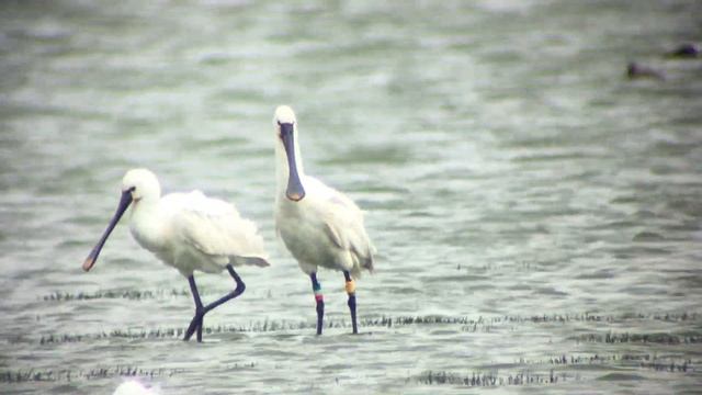 Pruning Spoonbills 1 смотреть онлайн