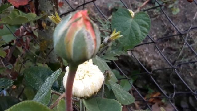 Утро в селе смотреть онлайн