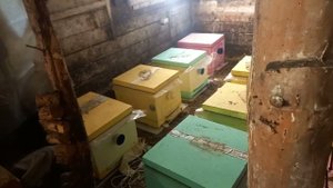 Первый осмотр пчёл. Зимовка 2024-2025 года.