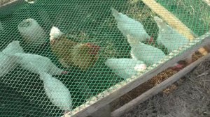 Куриный трактор