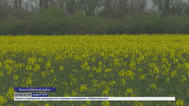 Информационный выпуск Майкопского телевидения 18.04.25