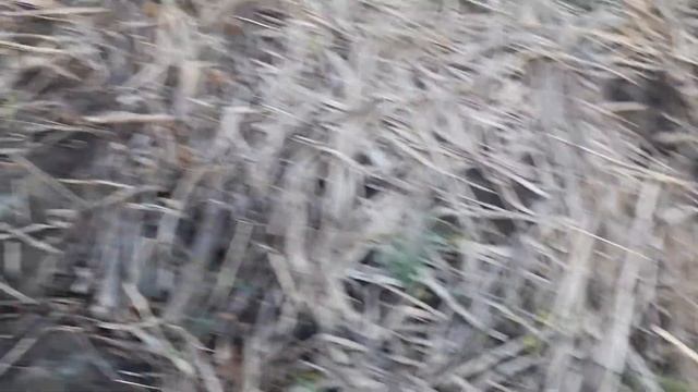 Пермакультура. Холмистые грядки Хольцера для украинского климата Ч.2  Весенние всходы сквозь мульчу