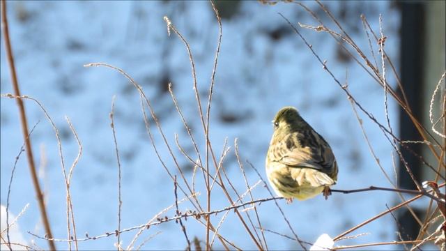 2018MFで撮り初め《アオジ編》：青鵐：Emberiza spodocephala－神戸市立森林植物園－2018 01 13 смотреть онлайн
