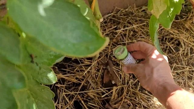Suburban Homestead Vlog 7-27-21: Unboxing Predatory Mites