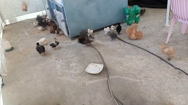 Sb Choozu Ko Master Tent Mein Ek Sat Chora 😍 смотреть онлайн