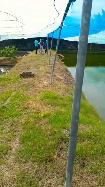 Tropical Fish Farm In Srilanka #shorts #aquarium #fish #ponds #srilanka #landscape #island #tropica