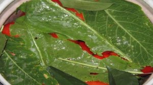 Квашеные помидоры как в детстве