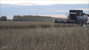 Rostselmash Acros 580 и Acros 530 уборка  Новосибирская область