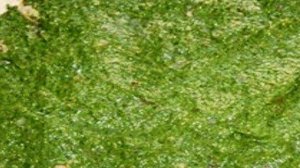 Слоеный пирог со шпинатом и сыром.