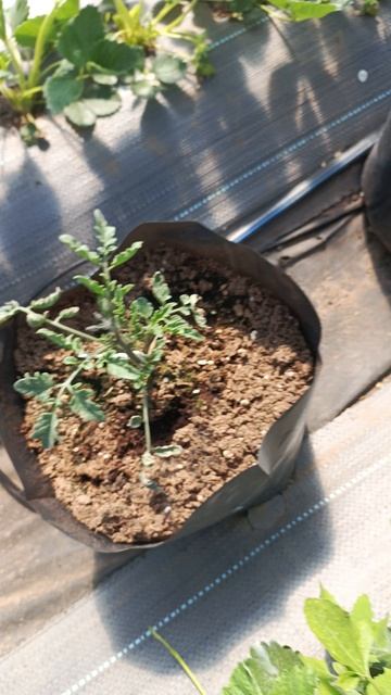 помидоры начинают цвести 🍅🍅🍅 #дача #садоводничество #сад #огород #garden #помидоры