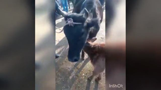 Шахритуз мол бозори согин сигир смотреть онлайн