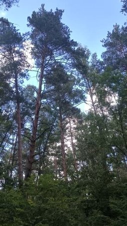 Сосны в лесу