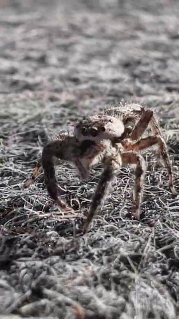 Jumping Spider 10 14 2020 смотреть онлайн