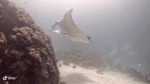 Дайвинг на Расду с мантами. Madi Gaa (манта блок).