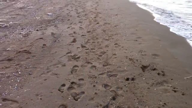 Собаки. 29 мая 2011 Пляж Зиря смотреть онлайн