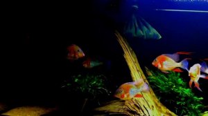 Акарихтис хеккели на выставке. Архив. Acarichthys  Heckeli