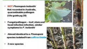 Big Yellow Sunflower Pack - Disease Management - Sue Thompson