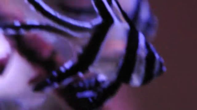 Pterapogon kauderni - 3 months смотреть онлайн