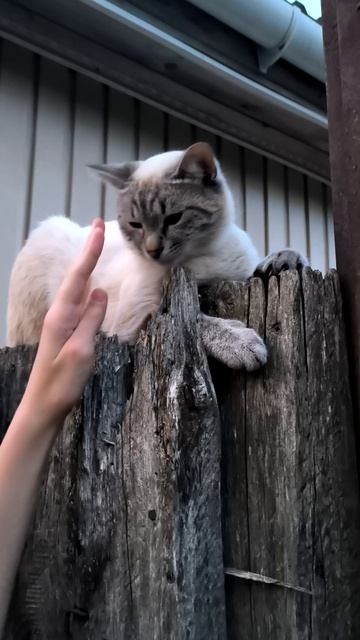 Котик на заборе