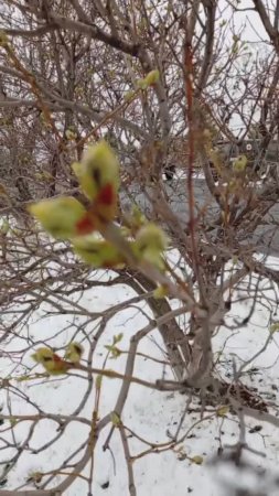 Она ждет из последних сил #михалычдачник#апрель#курган