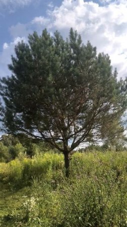 Одинокое хвойное дерево