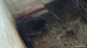В гости к бобрам в Воронежский биосферный заповедник.