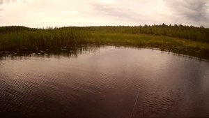 Китайский Мепс рулит. Рыбалка на спиннинг.В разливах Шекснинского водохранилища.#103