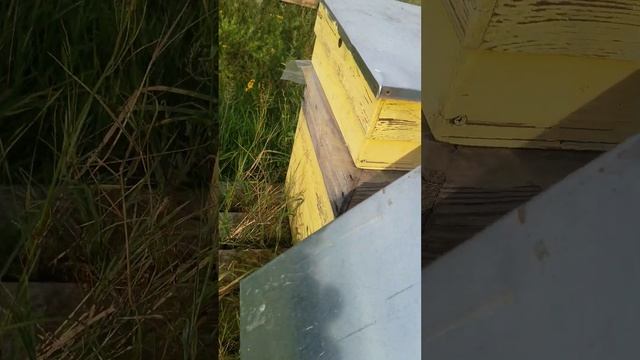 аккуратно с лечебными полосками от клеща смотреть онлайн