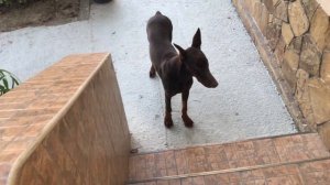 Собака, живущая во дворе - рвется домой, царапает и скребет дверь, скулит (один из способов решения