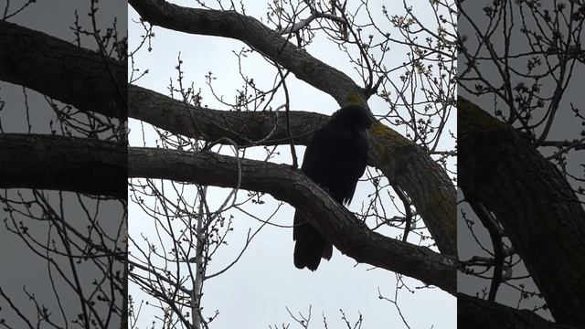 Aussie crow in oak tree bird patrol. Birdsong in background & fountain running water смотреть онлайн