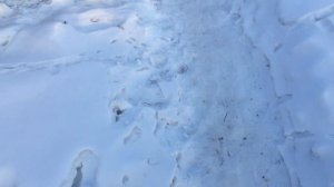 Ловля фазана . Как я поймал фазана. Ловушки для фазана.