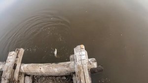 Ловля судака с берега на джиг на реке Амур