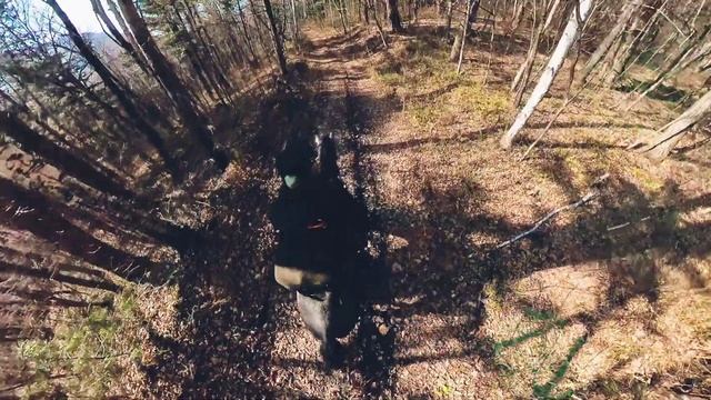 Конь в тайге. Красота осени.