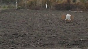 Мой арбалет Ифрит