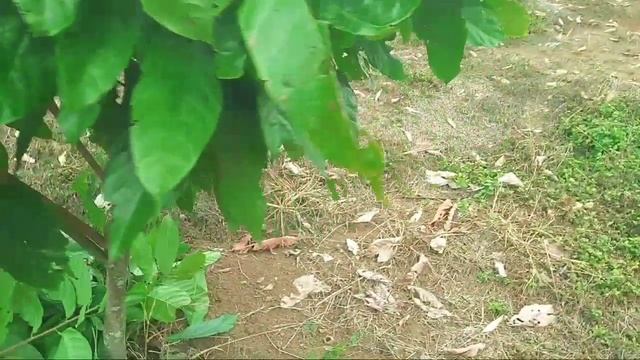 Pemangkasan kakao || memangkas dan memilih cabang yang produktif pada tanaman kakao