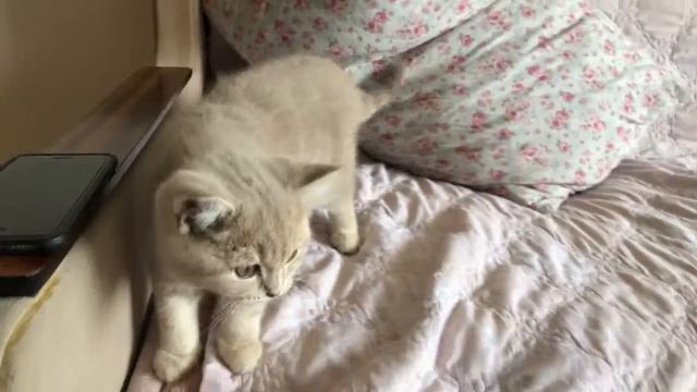 Британский Котёнок British Cat Luna смотреть онлайн