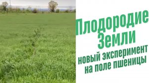 Подкормка озимой пшеницы.