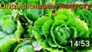 Деревня. Хвалюсь раритетом. Выкопали чеснок.Опрыскиваем капусту от вредителей. Урожай выходного дня
