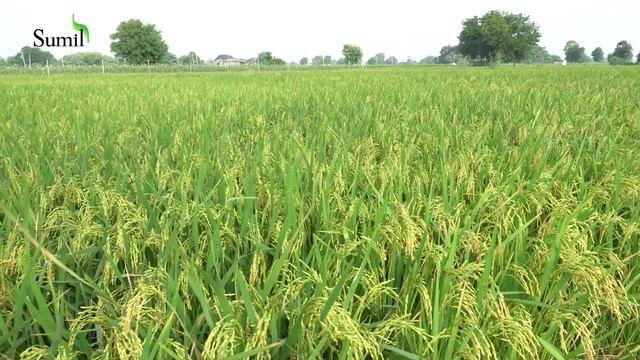 Sumil Trion ZFS  तन छदक स छटकर पन अब हआ आसन... Marathi