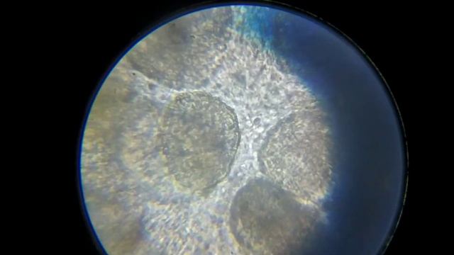 24 декабря 2021 г. смотреть онлайн