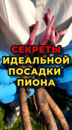 Посадка пионов весной