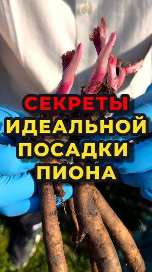 Посадка пионов весной