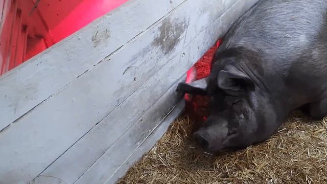 //Она огромная или они очень маленькие,вес новорождённых Мигеровских поросят// смотреть онлайн