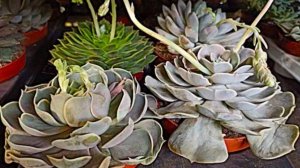 Причудливый мир оригинальных суккулентов