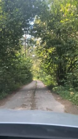 Едем среди леса