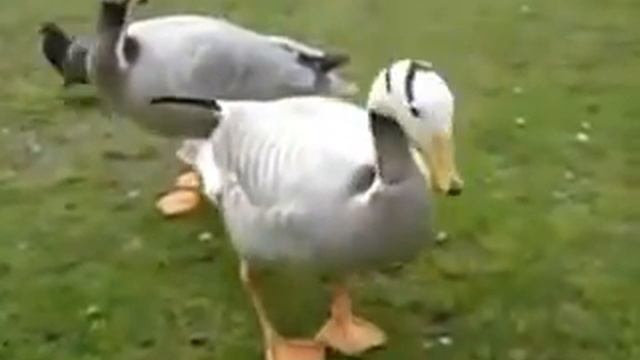 Dancing goose, Kaz dans ediyo, Танцующий гусь. смотреть онлайн