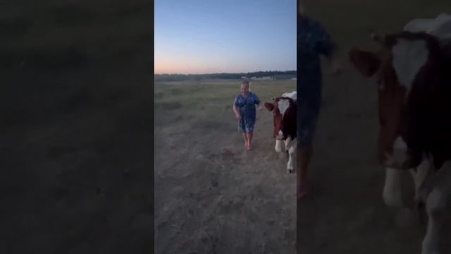 А Вы умеете доить Коровку..Мама.Деревня смотреть онлайн