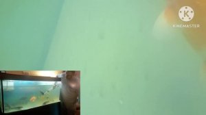 рост и выращивание стерляди и осетров в домашнем узв аквариуме