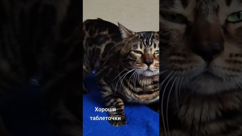 1.5 табл успокоительного